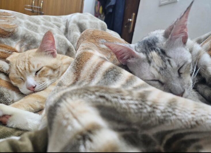 Screenshot_20240510_204724_Gallery