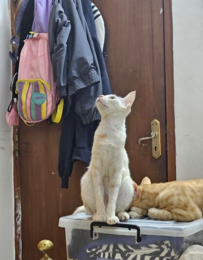 Screenshot_20240522_031035_Gallery