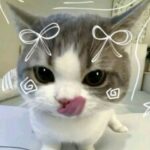 Profile photo of Wifyyy