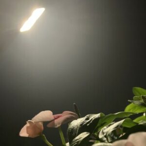 Profile photo of rose-3