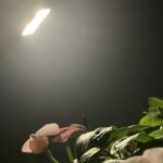 Profile photo of rose-3